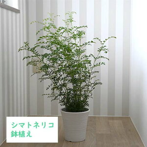 V}glR A픫ϗtACeA O[