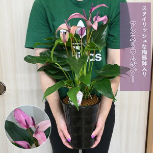 pv[g2025NNEW ϗtA AXE W][ J[ 픫