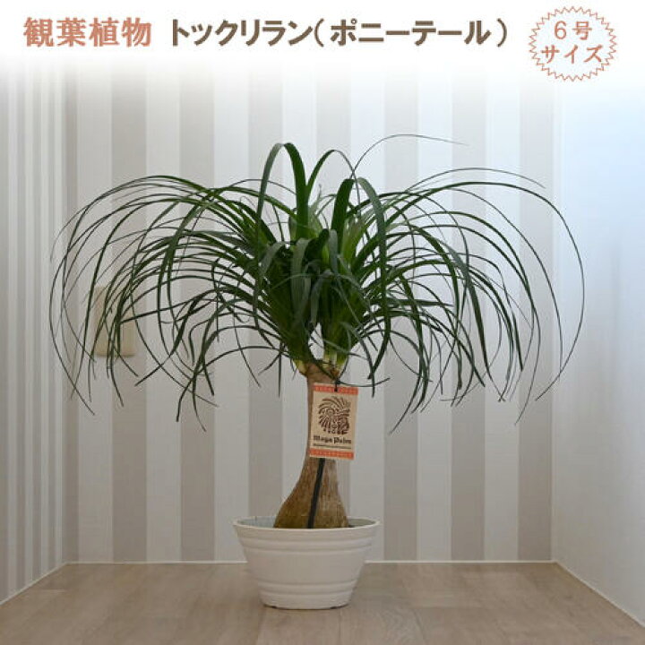 楽天市場】縁起物 観葉植物トックリラン プラスチック鉢入り 6号サイズ 