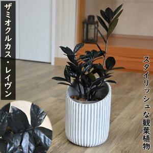 2025年NEW ザミオクルカス・レイヴン 観葉植物黒葉 インテリアグリーン 希少スタイリッシュ ブラックリーフ