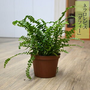 2025NNEW ltsX _tB[ c vX`bN ϗtACeAO[ lC nMO@@