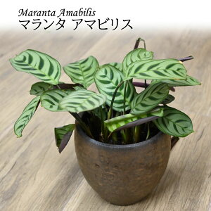 2025NNEW }^ A}rX ϗtACeAO[ lC A[ĝ悤ȐA l F̐A ^@@