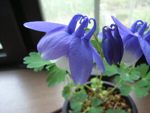 2025NJԌ݃I_}L낢OZbg@yR쑐z I_}LZbg