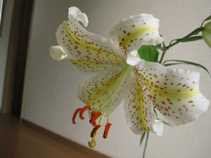 2026N5蔭B̂͂ƂȂ܂B2026NJԎRS̉l}|bgc