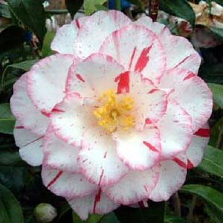 楽天市場 椿苗 庭木 ツバキ プリンセスマサコ 園芸百貨店何でも揃うこぼんさい