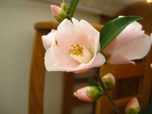 2025NJ yAz ycoLz tt̍肪ւłB