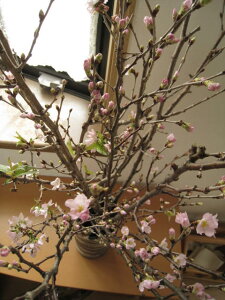 ɎłԌC[ޗǋg[@Fw[ijx̉ԑ