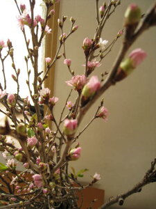 2026N1j蕨ɂ߃PCIEޗǌg[a@v[gɂjɍԑyzFw[ijx ԑ