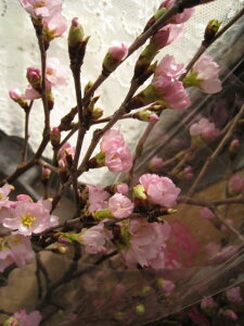 1222025NNNnTNNn̑蕨ɓޗǋg~ɍ炭TN[w[ijx̉ԑ ͂2023N1223