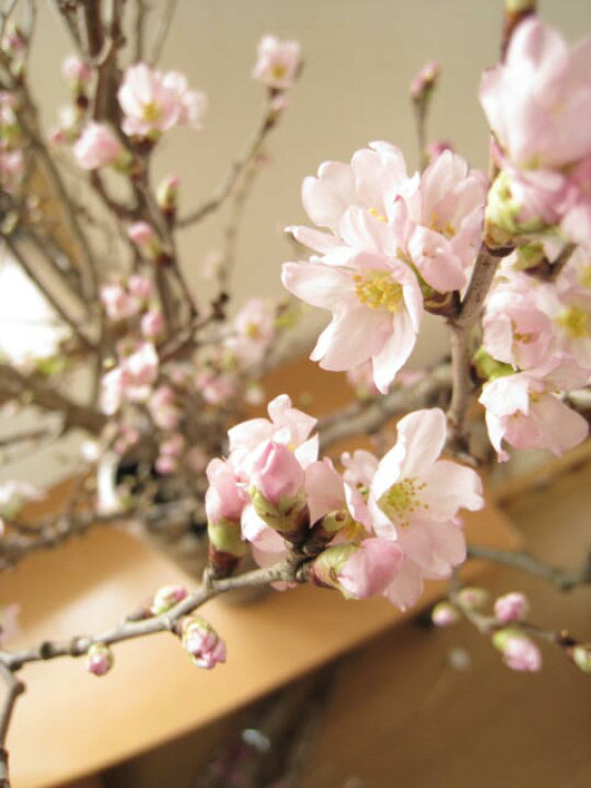 楽天市場 23年年始1月から3月のお祝い贈り物におすすめお花の贈り物に春を感じる冬に咲く桜奈良吉野啓翁桜プレゼントに お祝い事の贈り物に贈り物に最適 送料無料 桜の切り花 啓翁桜 けいおうさくら 桜の花束ギフト贈り物に最適です 園芸百貨店何でも揃うこ