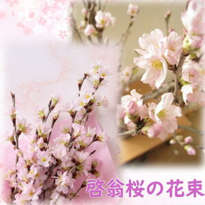 1223肨}\͊ԊyV|Cg2{3ɊJ2025NTNłԌj蕨ɂ߂Ԃ̑蕨ɏt~ɍ炭ޗǋg[v[gɁ@j