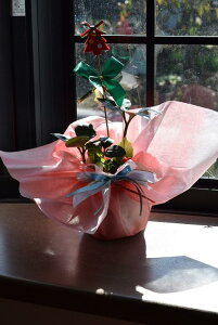 2024NNX}X[YÃNX}X[Y𑡂蕨yNX}Xv[gzNX}X[YJԊjQ@ł