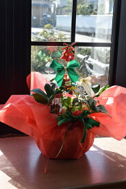 クリスマスプレゼント鉢花開花苗クリスマスローズクリスマスローズ信楽鉢入り2023年12月クリスマス用にお花が楽しめます