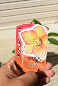 クリスマスローズ 鉢植えの人気商品 通販 価格比較 価格 Com