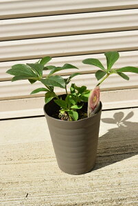 NX}X[Y|bgc@2021NJԗ\@NX}X[Y@AvRbgsd