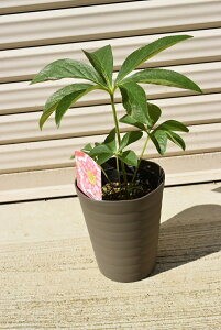 NX}X[Y|bgc@2021NJԗ\@NX}X[YsNd