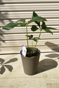 �N���X�}�X���[�Y�|�b�g�c�@2021�N�J�ԗ\��@�N���X�}�X���[�Y�@�z���C�g���d��