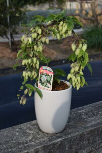 2025年2月〜3月頃開花プレゼントにクレマチス常緑の冬咲きクレマチス冬咲き アンスンエンシス天使のすず