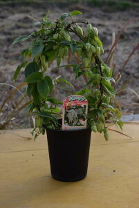 11月から12月の発送となります。2026年2月開花クレマチス常緑の冬咲きクレマチス冬咲き アンスンエンシス天使のすず