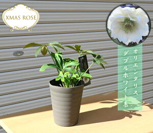 2023年開花クリスマスローズ オリエンタリス ダブルホワイト系 八重咲き クリスマスローズ苗