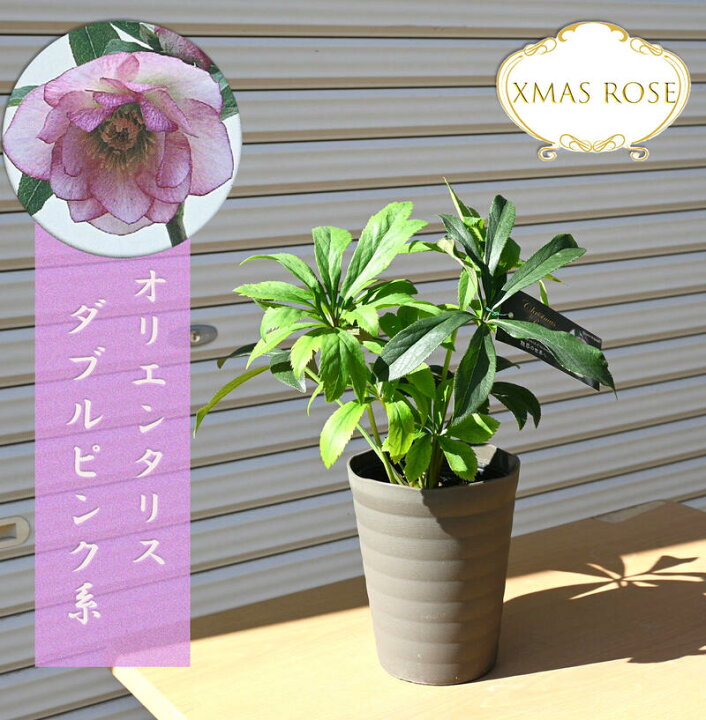 楽天市場 新入荷 22年開花クリスマスローズ オリエンタリス ダブルピンク系 八重咲き クリスマスローズ苗 園芸百貨店何でも揃うこぼんさい