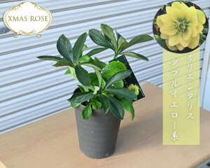 2023NJԃNX}X[Y IG^X _uCG[n d炫 NX}X[Yc