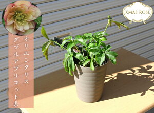 2023NJԃNX}X[Y IG^X _uAvRbgn d炫 NX}X[Yc