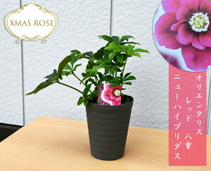 2023NJԌ݃NX}X[Y IG^X j[nCu_X d bh d炫 NX}X[YJԗ\c