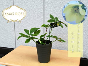 2023NJԃNX}X[Y IG^X CG[n d炫 NX}X[YJԗ\c