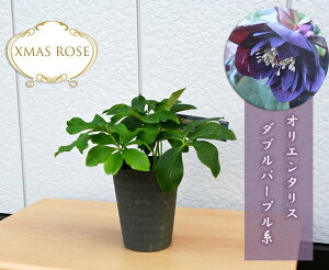 NX}X[Y JԊ\J2025NNX}X[Y IG^X _up[vn d炫 NX}X[YJԗ\c