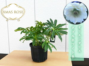 2023年開花クリスマスローズ ポット大入り オリエンタリス ダブルホワイト系 八重咲き クリスマスローズ苗