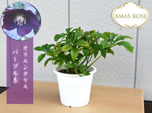 NX}X[Y v IG^X p[vn d炫 NX}X[YJԗ\c