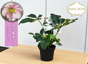 クリスマスローズ Ice N' roses 氷の薔薇 ピコティ 一重 クリスマスローズ苗