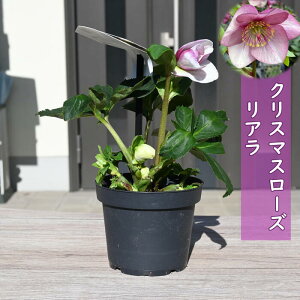 2025N2026NNX}X[YJԉԕc NX}X[Y A HGC d