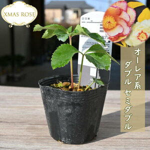 2023NVוc NX}X[Y I[An _u Z~_u NX}X[Yc