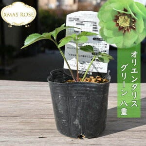 2023NVוc NX}X[Y IG^X O[n d炫 NX}X[Yc