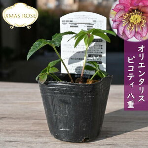 2023�N�V���וc �N���X�}�X���[�Y �I���G���^���X �s�R�e�B�n ���d�炫 �N���X�}�X���[�Y�c