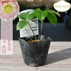 2023�N�V���וc �N���X�}�X���[�Y �I���G���^���X �s�R�e�B ���d�炫 �N���X�}�X���[�Y�c