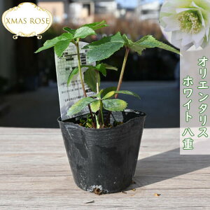 2023�N�V���וc �N���X�}�X���[�Y �I���G���^���X �z���C�g ���d�炫 �N���X�}�X���[�Y�c