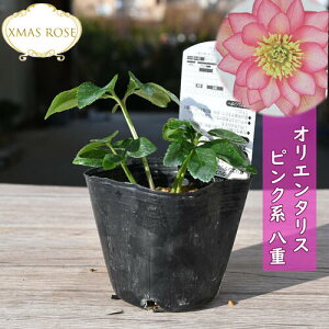 2023NVוc NX}X[Y IG^X sNn d炫 NX}X[Yc