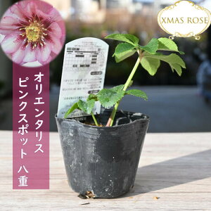 2023�N�V���וc �N���X�}�X���[�Y �I���G���^���X �s���N�X�|�b�g ���d�炫 �N���X�}�X���[�Y�c