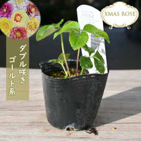 2023年新入荷苗 クリスマスローズ ダブル咲き ゴールド系 クリスマスローズ苗