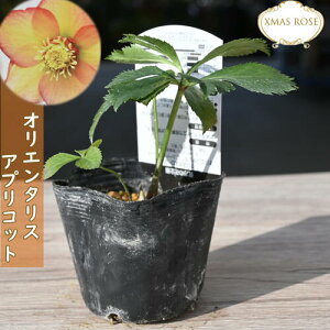 2023NVוc NX}X[Y IG^X AvRbg NX}X[Yc