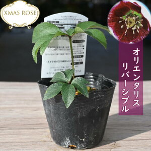 NX}X[Y IG^X o[Vu NX}X[Yc