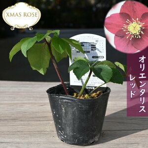 2023年新入荷苗 クリスマスローズ オリエンタリス レッド クリスマスローズ苗