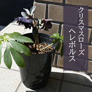 2025N12׃NX}X[YJԊ@w{X@cNX}X[Y@cdNX}X[YubN