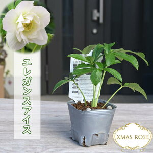 2023NVוc NX}X[Y GKXACX ~V d炫 NX}X[Yc