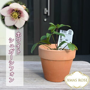 2023NV NX}X[Y A zCgVK[VtH ~V All炫 NX}X[Y