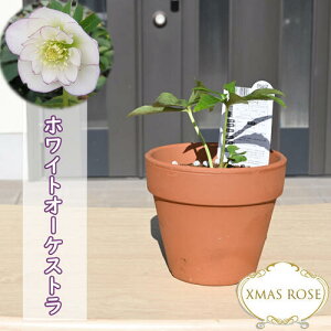 2023NV NX}X[Y A zCgI[PXg ~V All炫 NX}X[Y