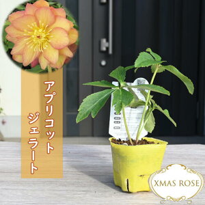2023年新入荷 クリスマスローズ 苗 アプリコットジェラート ミヨシ 八重咲き クリスマスローズ